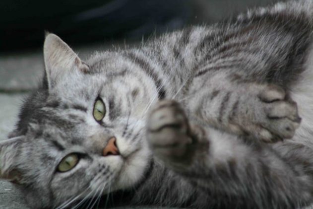 can-you-train-a-cat