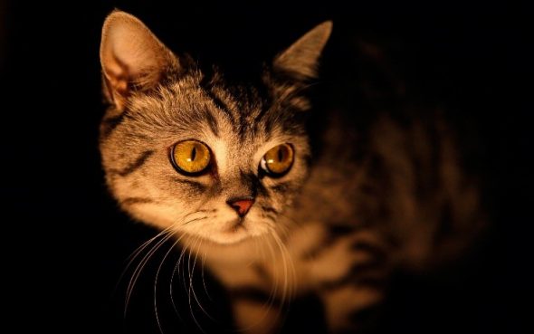 where-is-your-cat-going-at-night