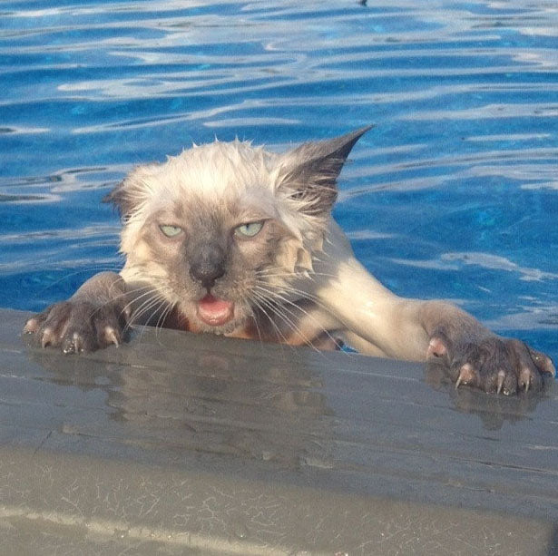 why-do-cats-hate-the-water?