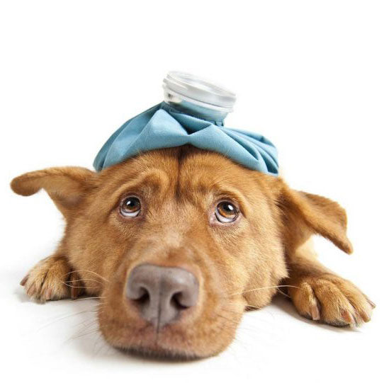 5-quick-home-remedies-for-your-sick-dog