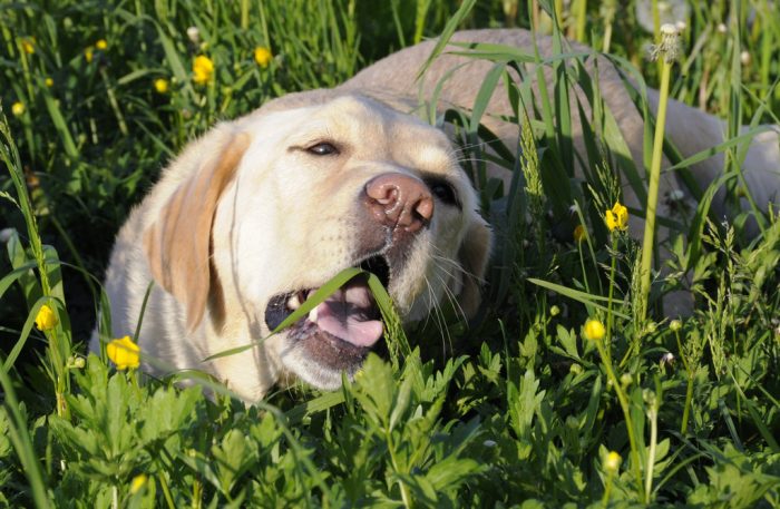 why-does-my-dog-eat-grass