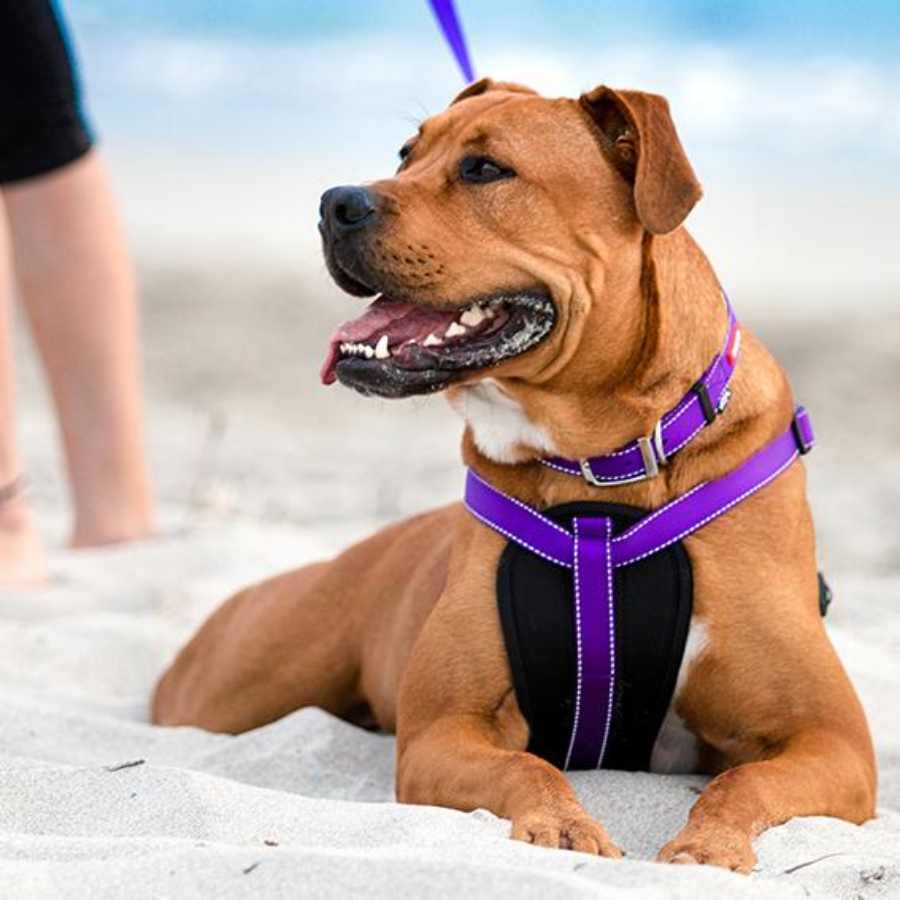 Kazoo Active DD Nylon Walking Harness Purple Lime Pet Supplies