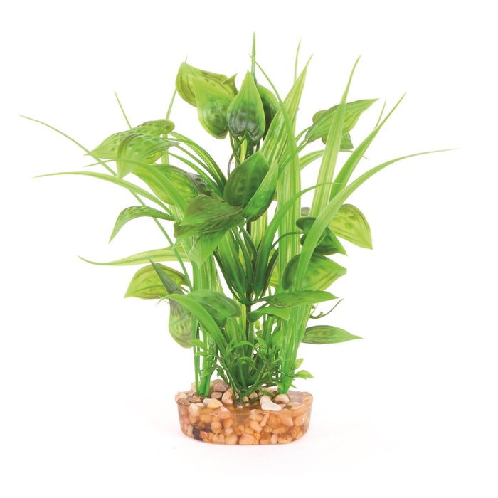 Kazoo Combination Plant Thin Leaf With Spot