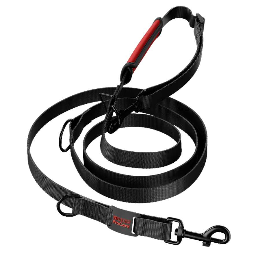 Purina dog lead best sale