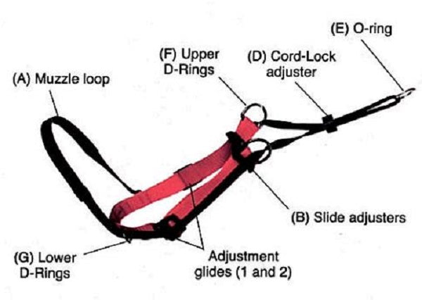 Sporn 2025 head collar