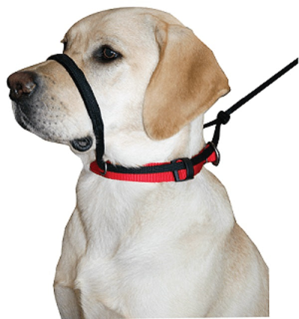 Head halter outlet dog collar