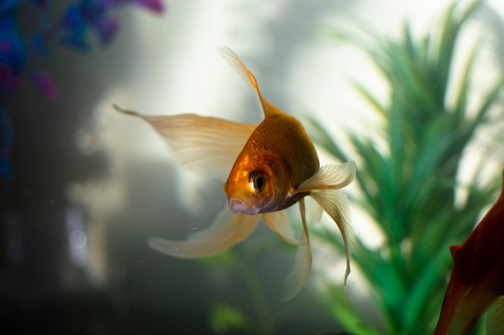 How to safely clean a fish tank