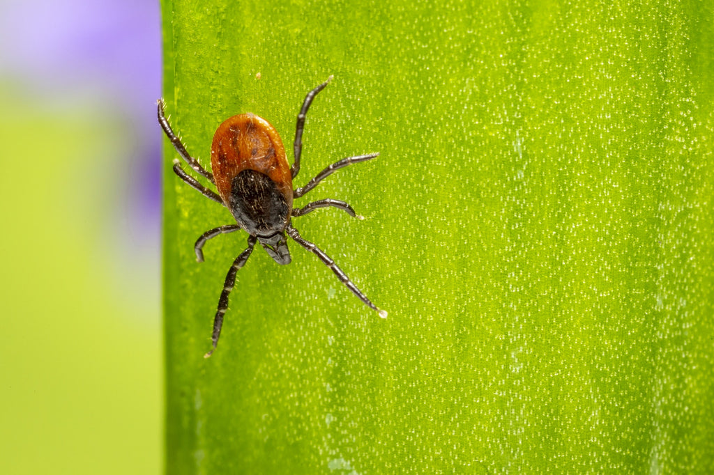 Is tick treatment required in winter?