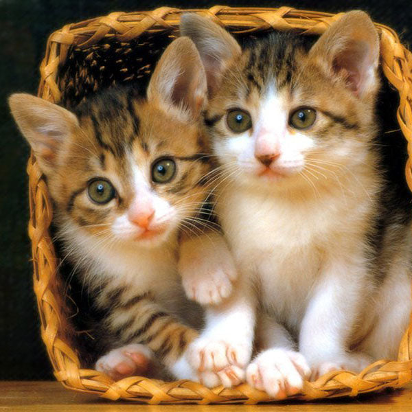 cute-kittens-in-basket4