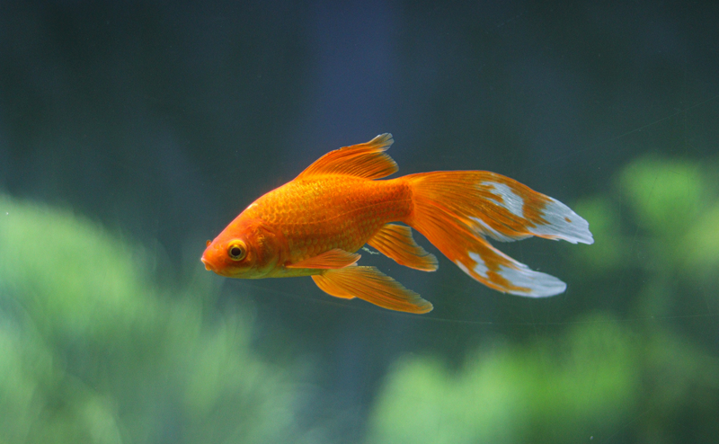 Fish Supplies