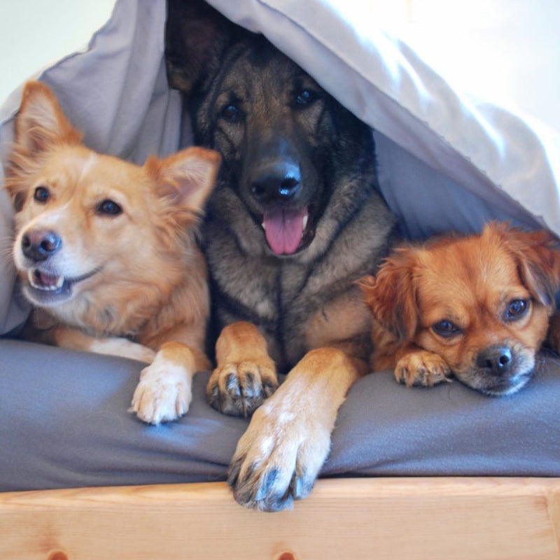 Outdoor Bed
