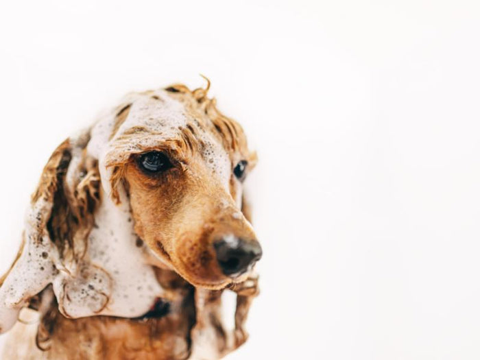 Pet Supplies Empire Discount Online Pet Store