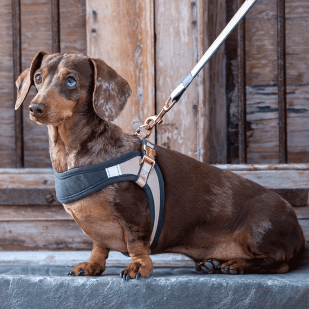 Rogz Urban Adjustable Fast-Fit Harness for Dogs - Pink Blush