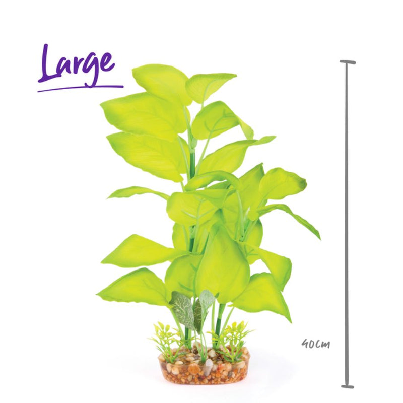 Kazoo Silk Plant Large Leaf Green