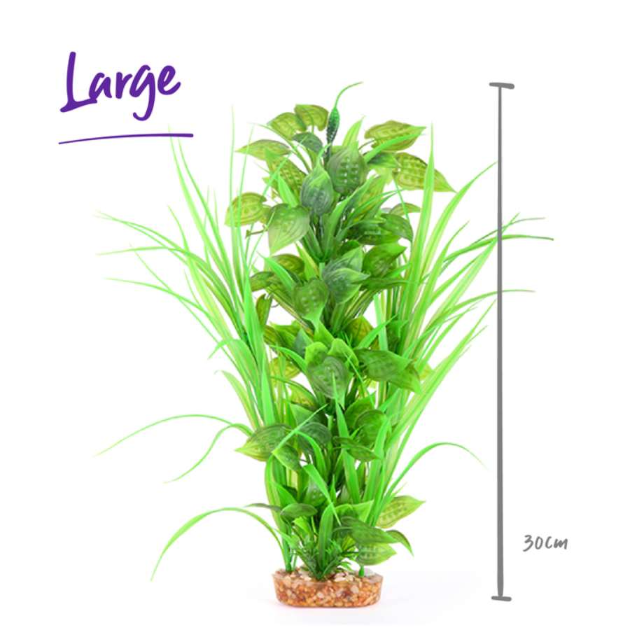 Kazoo Combination Plant Thin Leaf With Spot