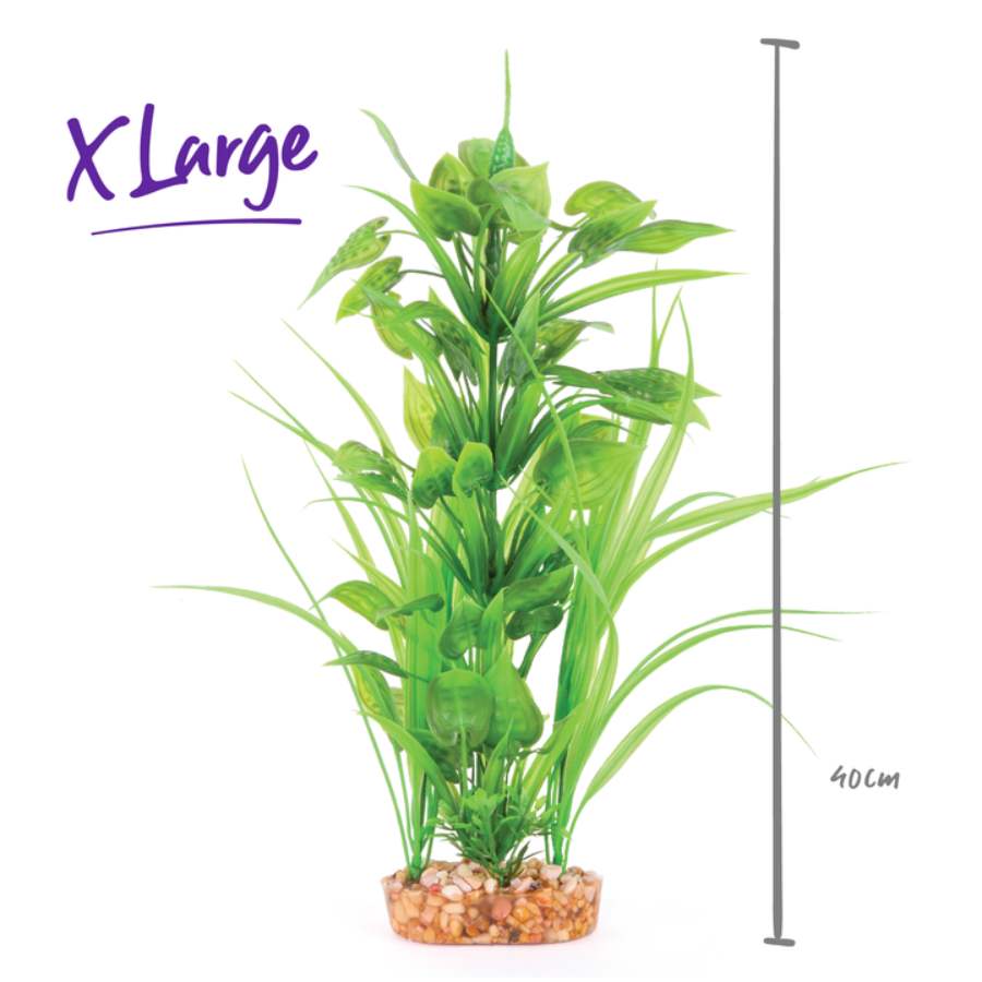 Kazoo Combination Plant Thin Leaf With Spot