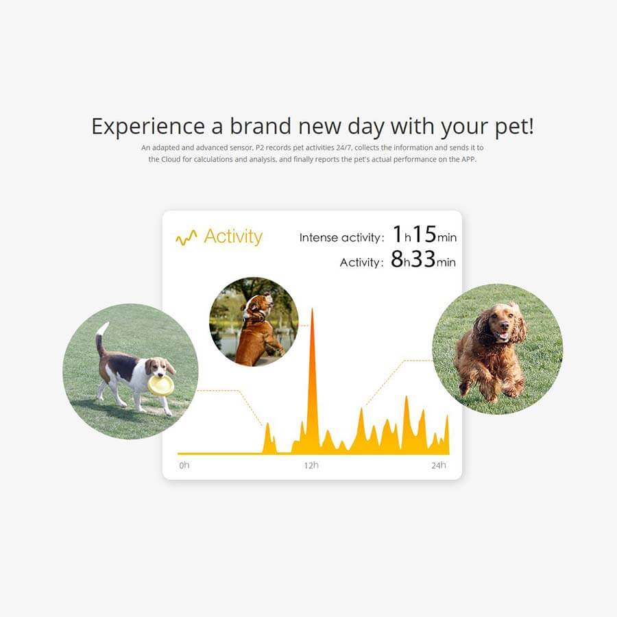 Fit p2 best sale pet activity monitor