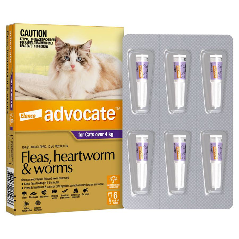 Advocate Cat Large Purple