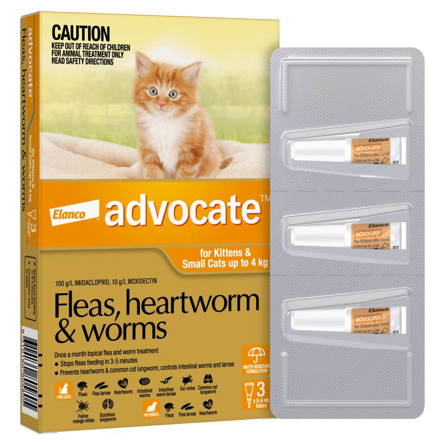 Advocate Cat Small Orange