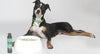 Rufus and Coco Breath Buddy is a dog breath freshener. A safe water additive for dogs and cats that helps to naturally promote fresh, pleasant breath and support healthy teeth and gums. Add our dog breath freshener to your dog's water and allow them to drink as normal.
