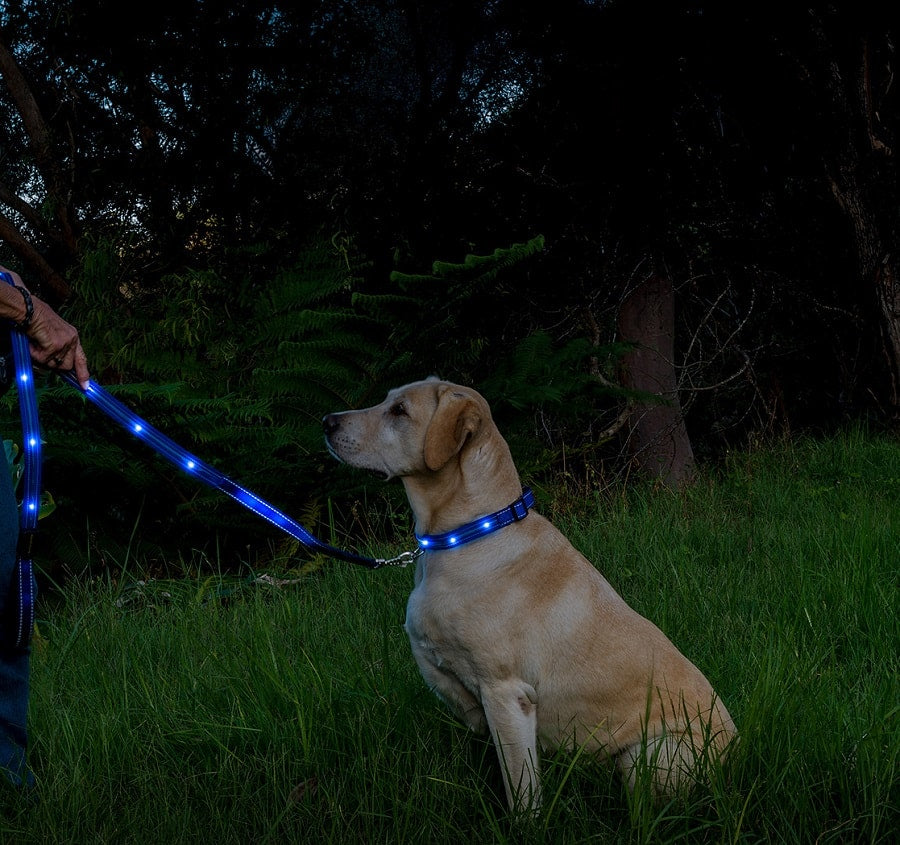 Blue led hot sale dog collar