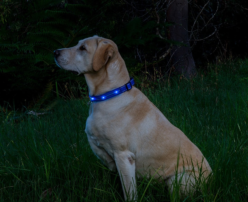 Blinking clearance dog collars