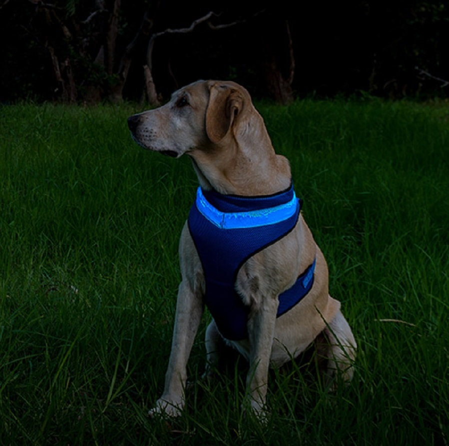Blue LED Loomo Dog Harness 1