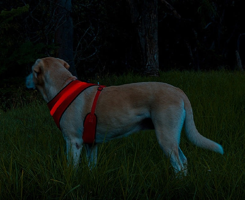 Red LED Dog Harness 2