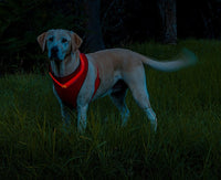 Red LED Dog Harness 1