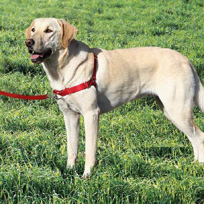 Gentle Leader Harness With Front Leash Attachment Red – Pet