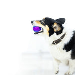 Gigwi Squeaker Ball