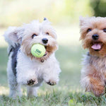 KONG Airdog Squeaker Balls
