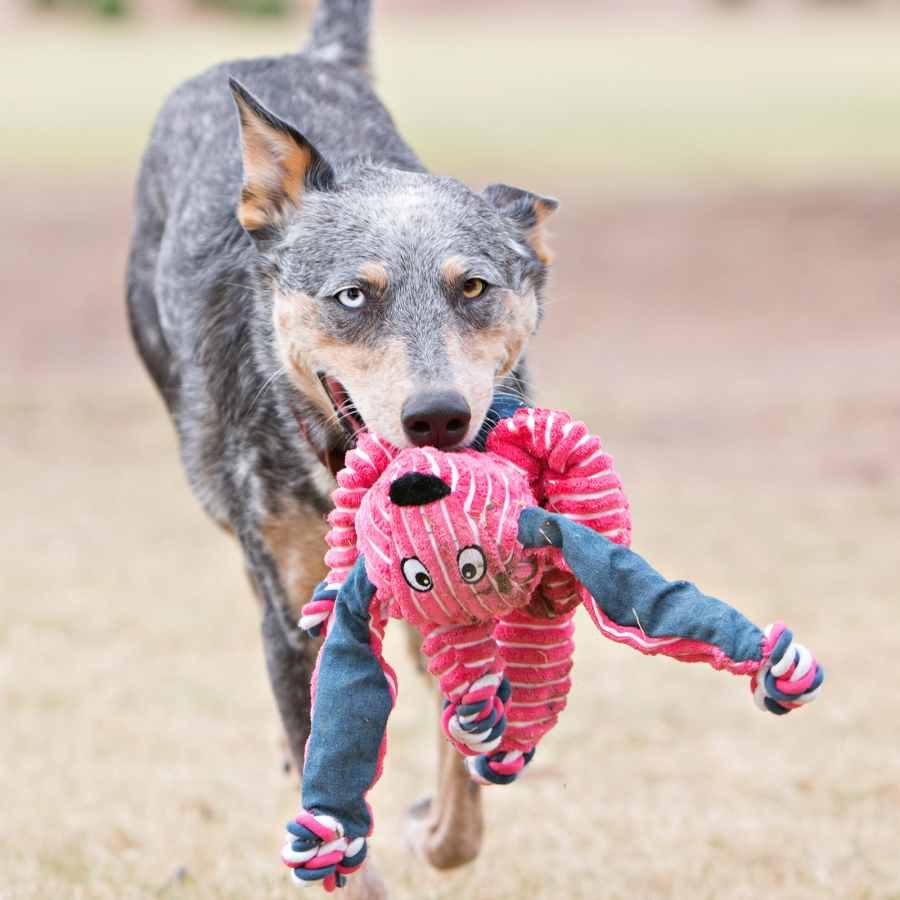 Kong bunny dog clearance toy