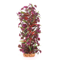 Kazoo Combination Plant Thin Leaf With Maroon Flower