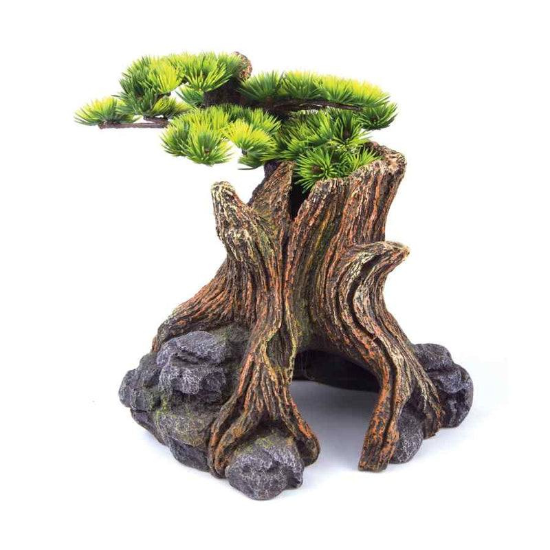 Kazoo Bonsai Plant