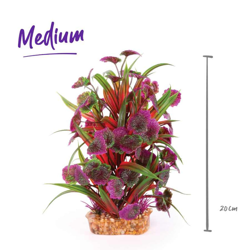 Kazoo Combination Plant Thin Leaf With Maroon Flower