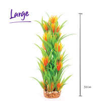 Kazoo Combination Plant Thin Leaf With Orange Flower