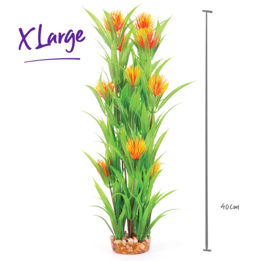Kazoo Combination Plant Thin Leaf With Orange Flower