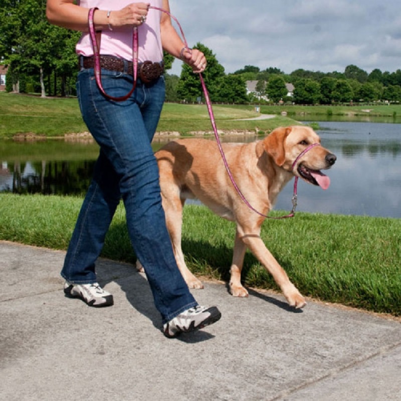 Gentle Leader How Do You Put On An Easy Walk Harness Walk