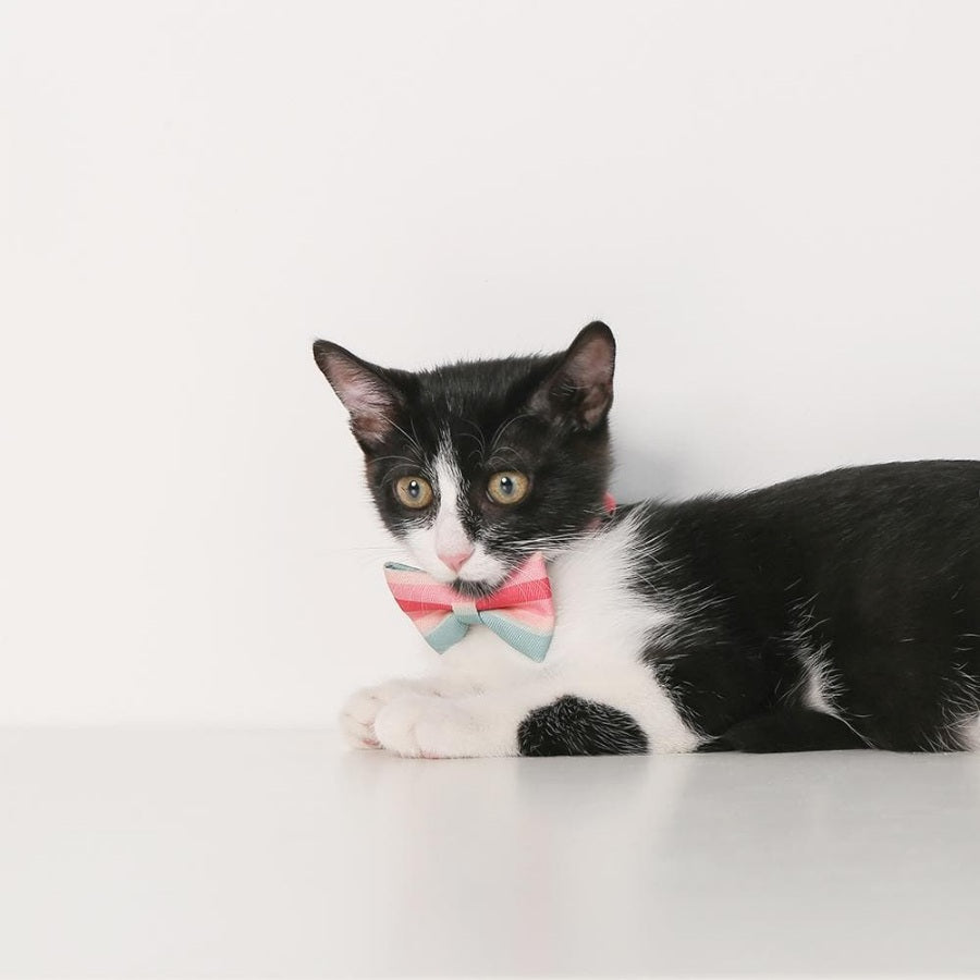 Pidan A3 Bow Tie Cat Collar