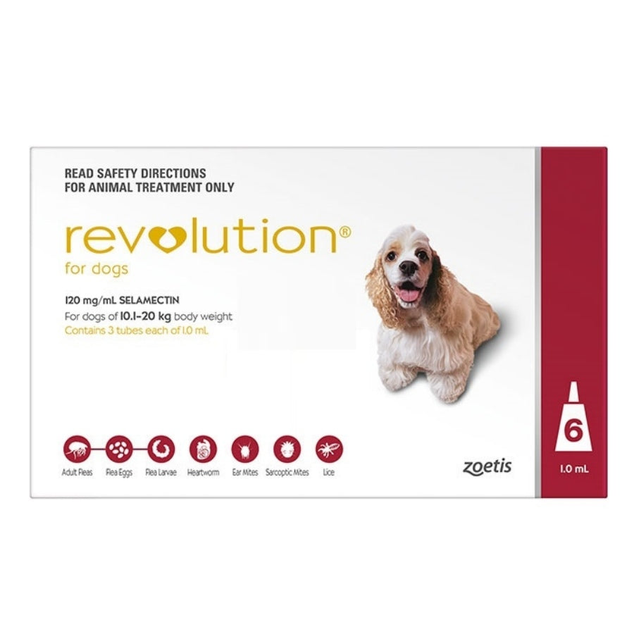 Revolution Dog Medium Red
