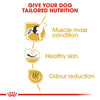 Royal Canin French Bulldog