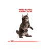 Royal Canin Maine Coon Kitten Cat Dry Food